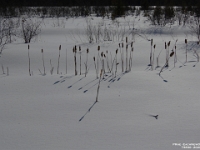 73830PeCrLeUsm - A lovely Sunday afternoon walk with Beth at the George Langman Sanctuary   Each New Day A Miracle  [  Understanding the Bible   |   Poetry   |   Story  ]- by Pete Rhebergen